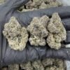 Girl Scout Cookies Weed Strain