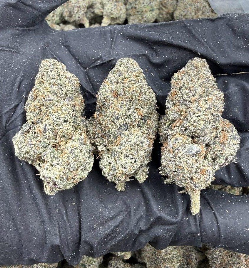 Monkey Glue Weed Strain
